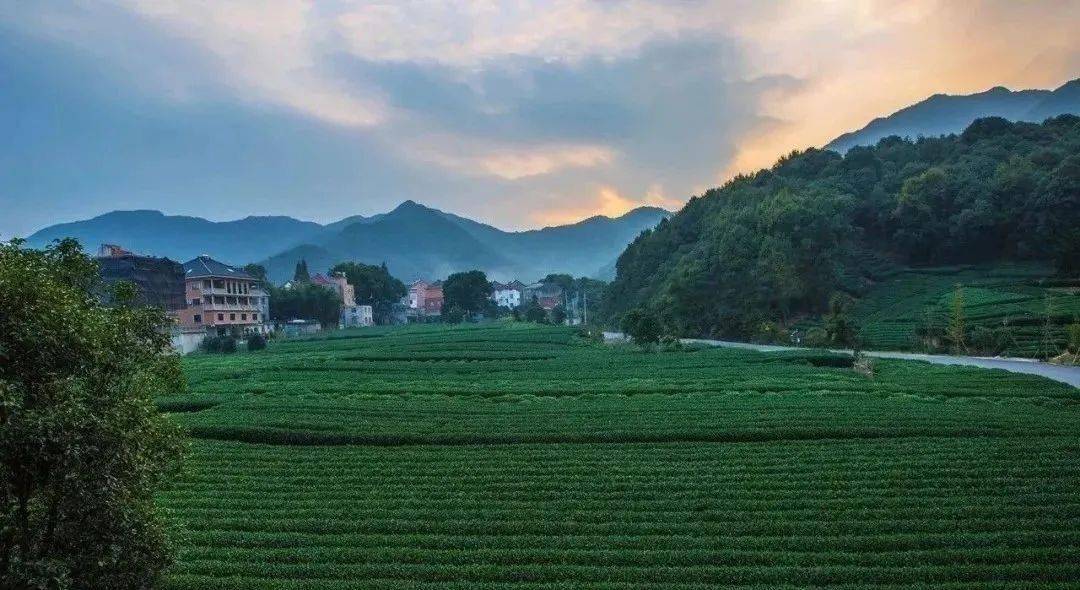 这个隐藏在茶园深处的艺术村你去过吗
