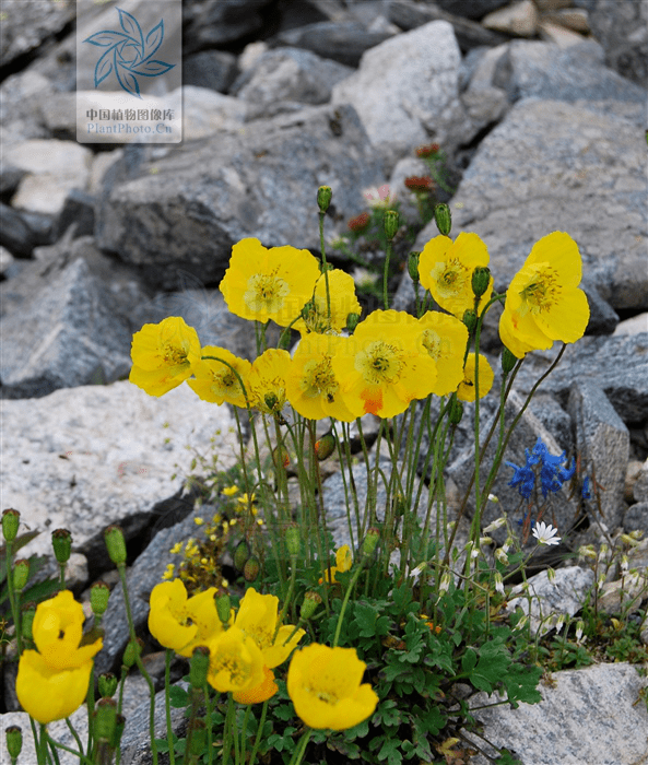 专栏每日赏草野罂粟
