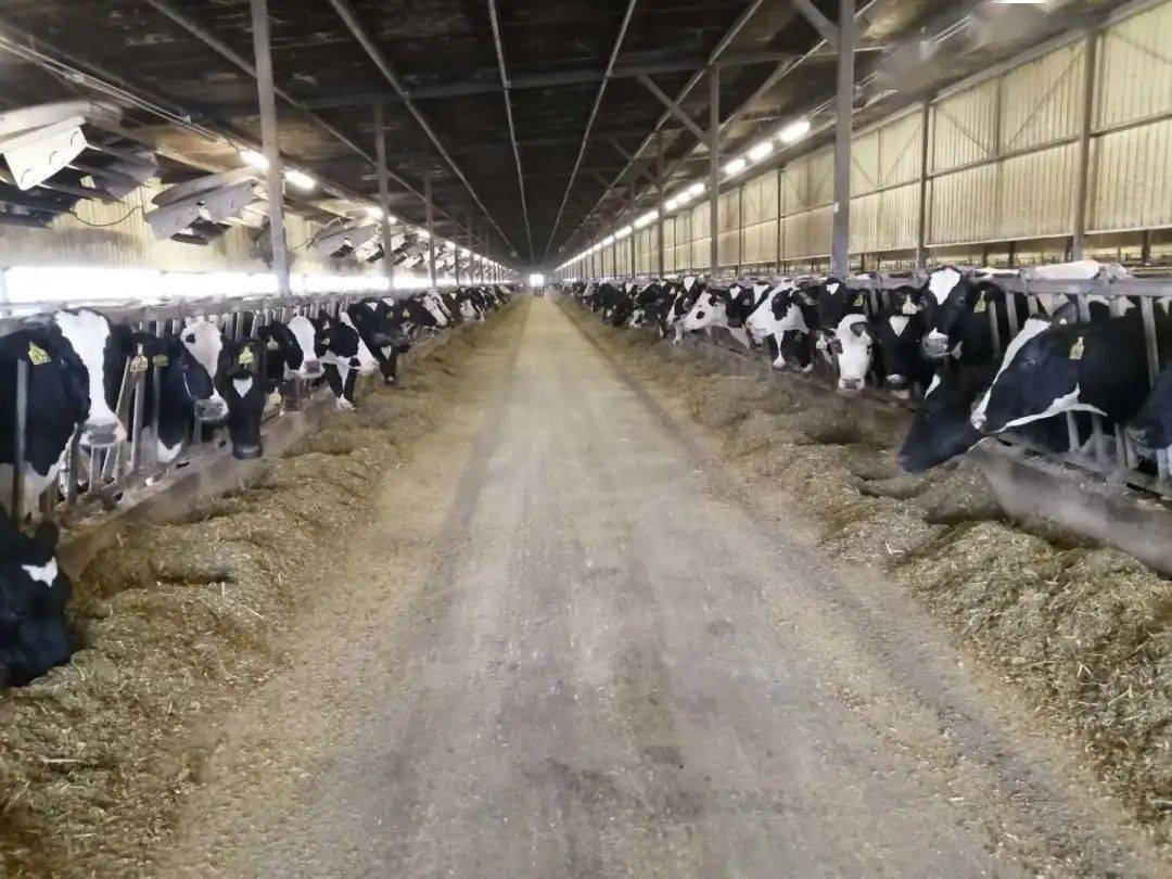 畜牧养殖降温了奶牛怎么办