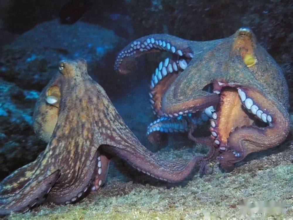 然而,雄章鱼为了自己这条小命并没有选择屈服,它们会直接分离交接腕