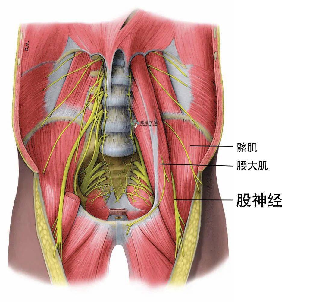 髂筋膜腹股沟图片