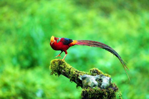 凤凰展翅红腹锦鸡现身湖北建始