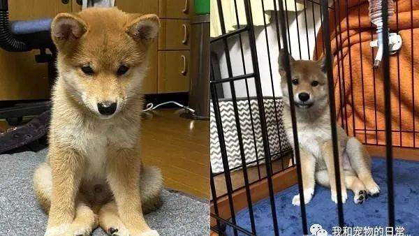 柴犬被训话低头忏悔内建丰富表情包让饲主根本骂不下去
