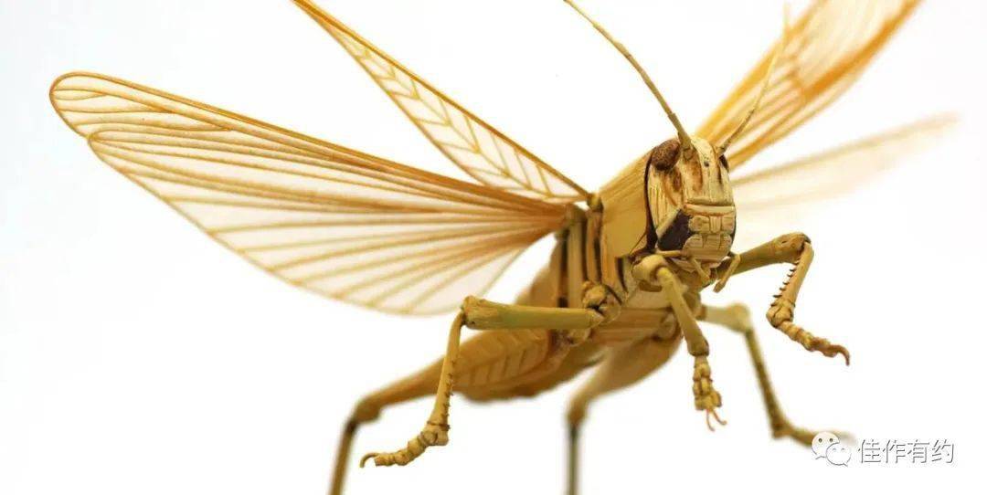 日本手工艺人用竹子就能作出逼真的昆虫模型