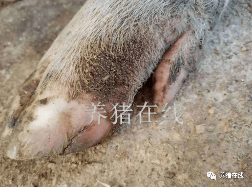 技术什么原因会引发猪蹄裂病猪蹄裂病怎么治