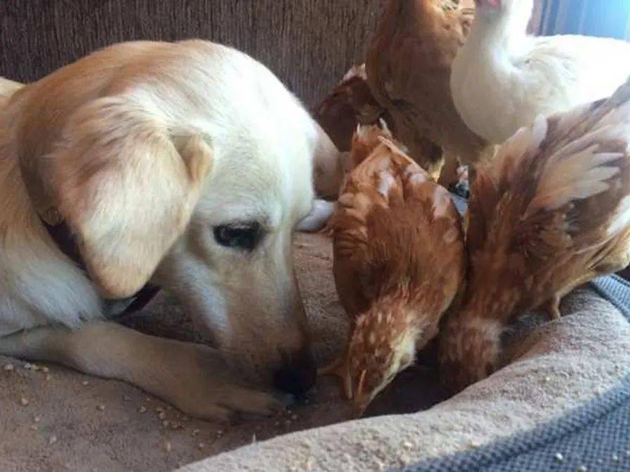 狗狗和小鸡同处一室,没想到狗狗母爱泛滥,和谐相处画面太难得
