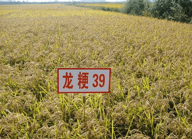 水稻龙粳4569图片