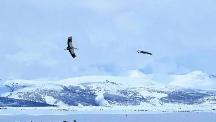 为何全国都在抢丁真