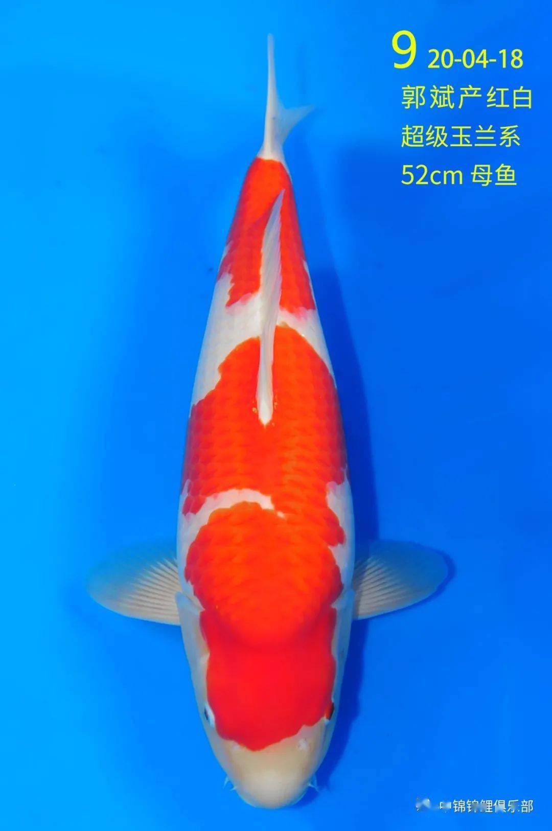 中锦直播间郭斌秋冬季直播定价会即将开始