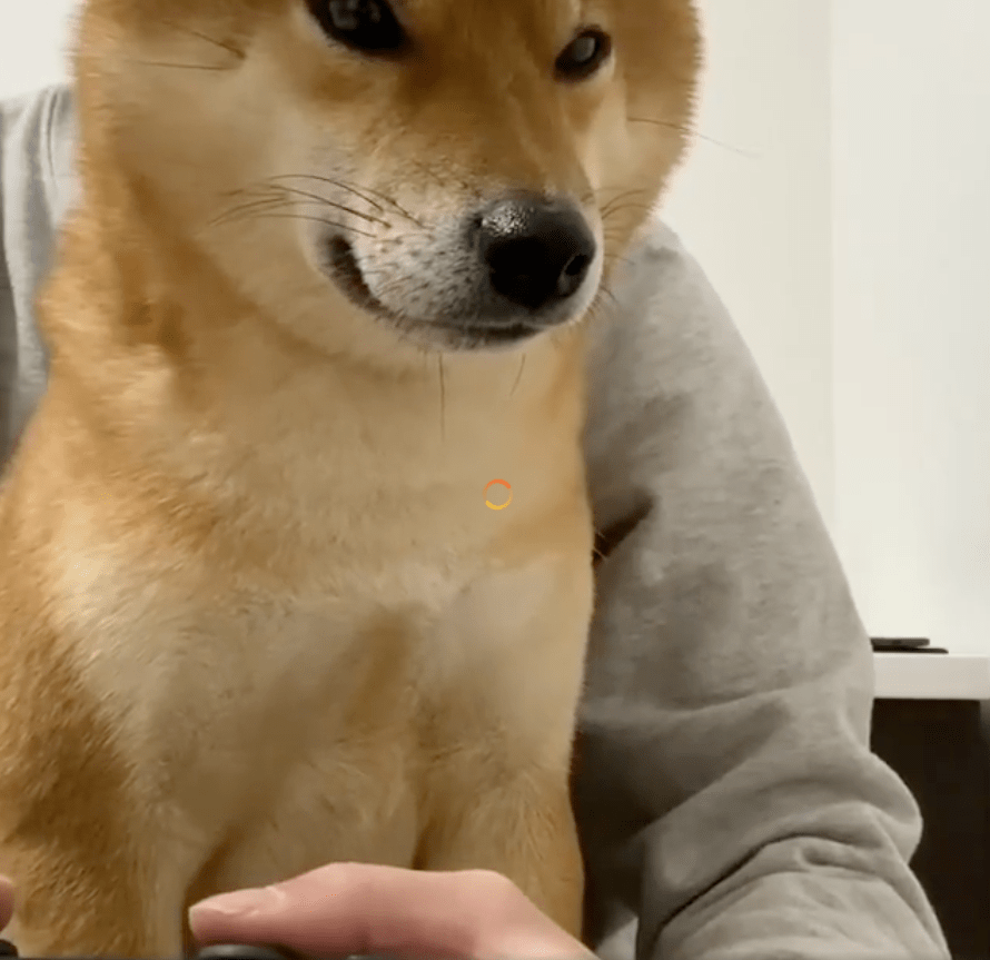 主人嫌弃自家柴犬太粘人,网友们却都酸了!