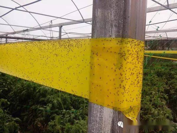 防虫板挂哪里效果最佳