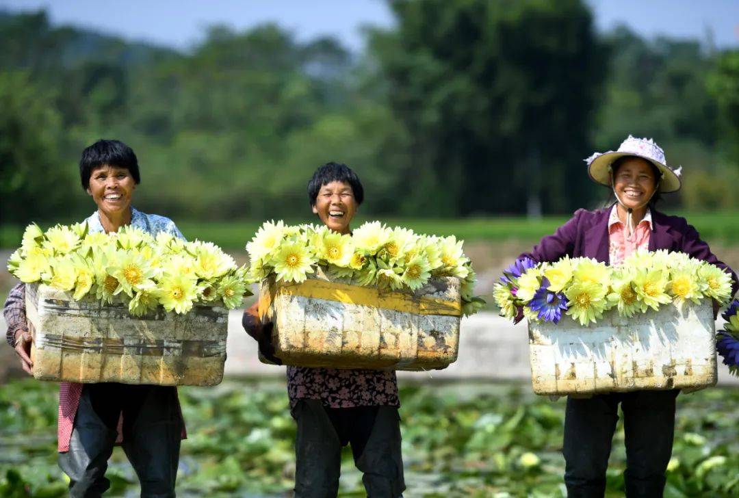 村民们在水田旁展示刚刚采摘的九品香水莲