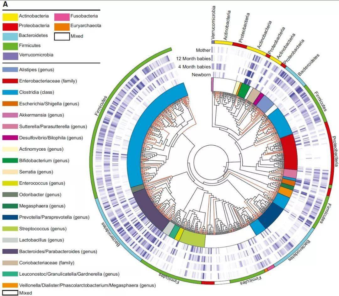 新生chm宏基因组测序揭示新生儿肠道菌群的动与静微生物专题