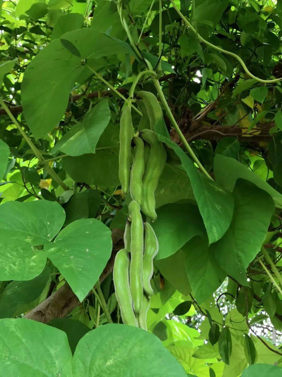 大余这种植物有毒,可有人偏偏爱吃它!_豆荚