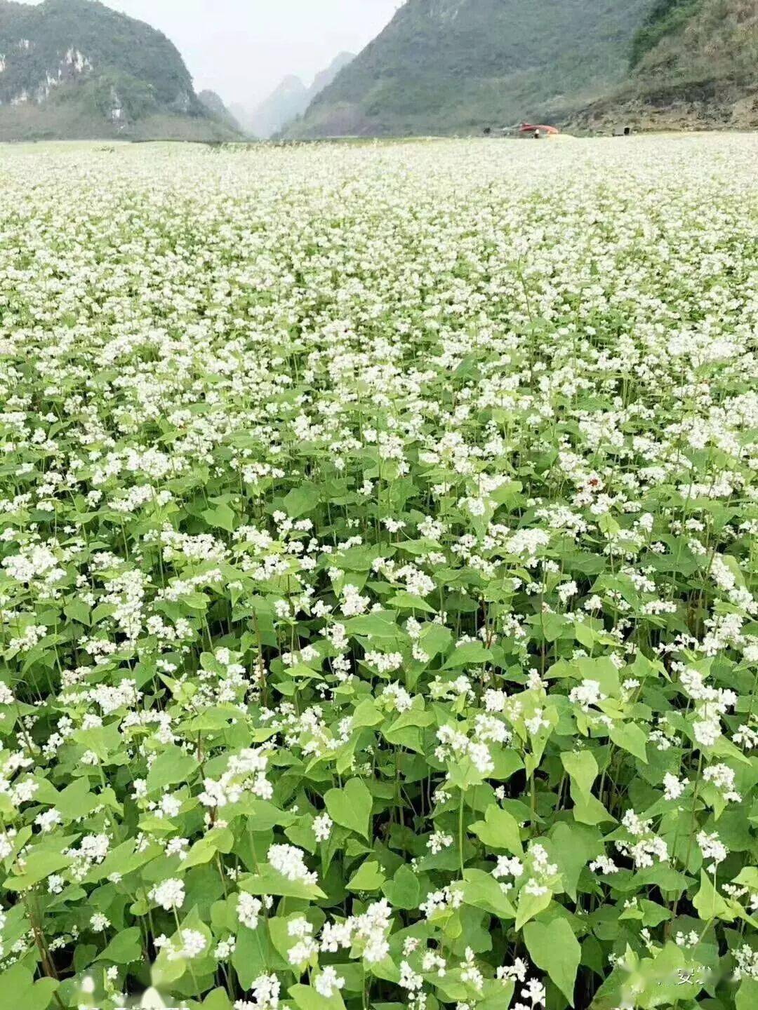 12月8号首发,隆安更望湖千亩荞麦花,布泉河纯玩一日