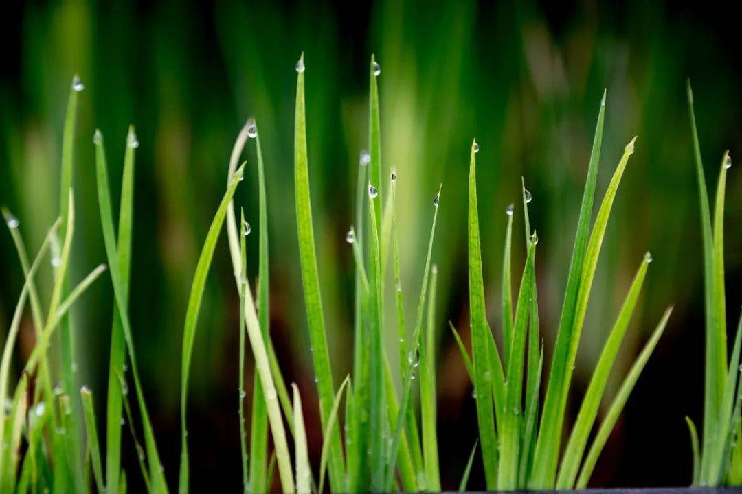 浅谈草在山水林田湖草生命共同体中的地位与作用
