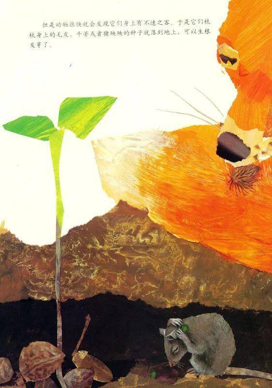 亲子导读一粒种子的旅行