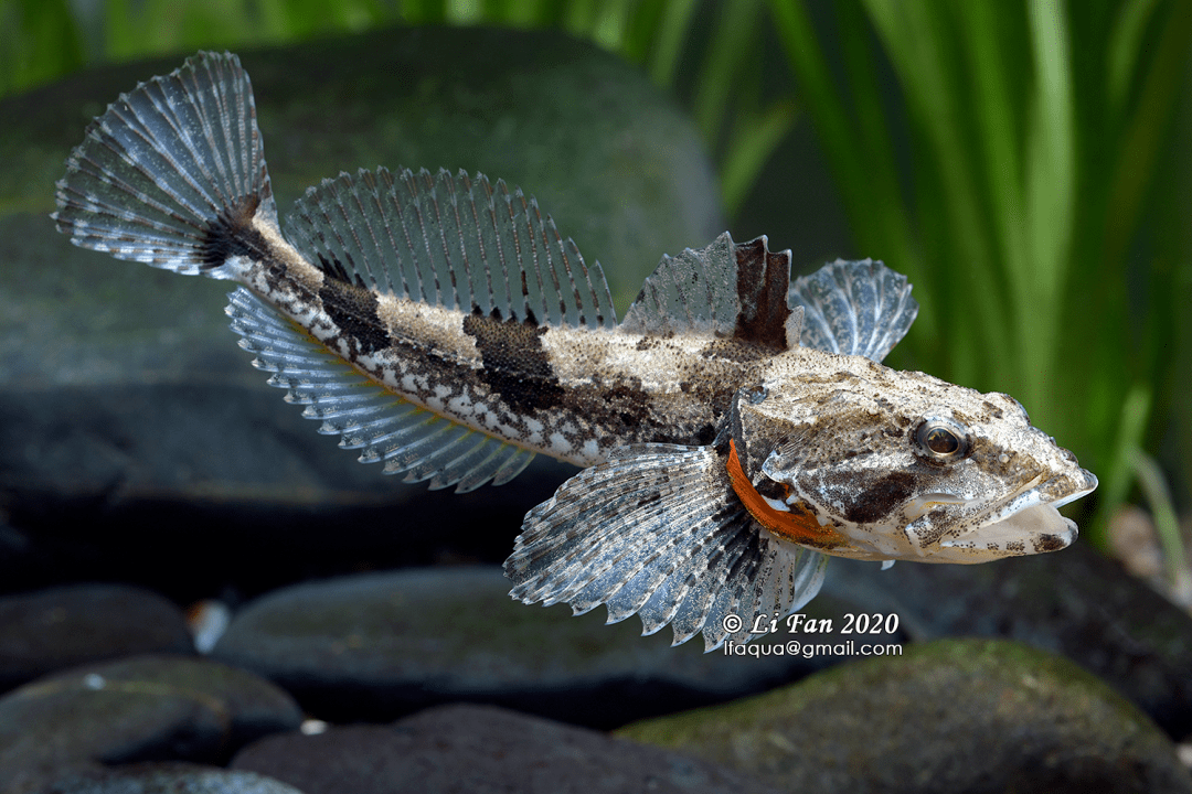 opsariichthys evolans海南鱲 opsariichthys hainanensis长体拟鲿