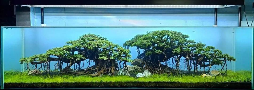 全网样式最多的莫斯树造景