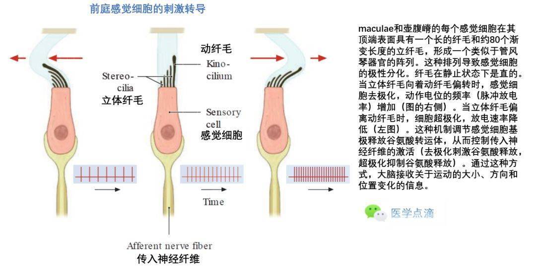 前庭器官纤毛的特殊方向(壶腹嵴和斑)头部旋转期间对侧半规管相互作用