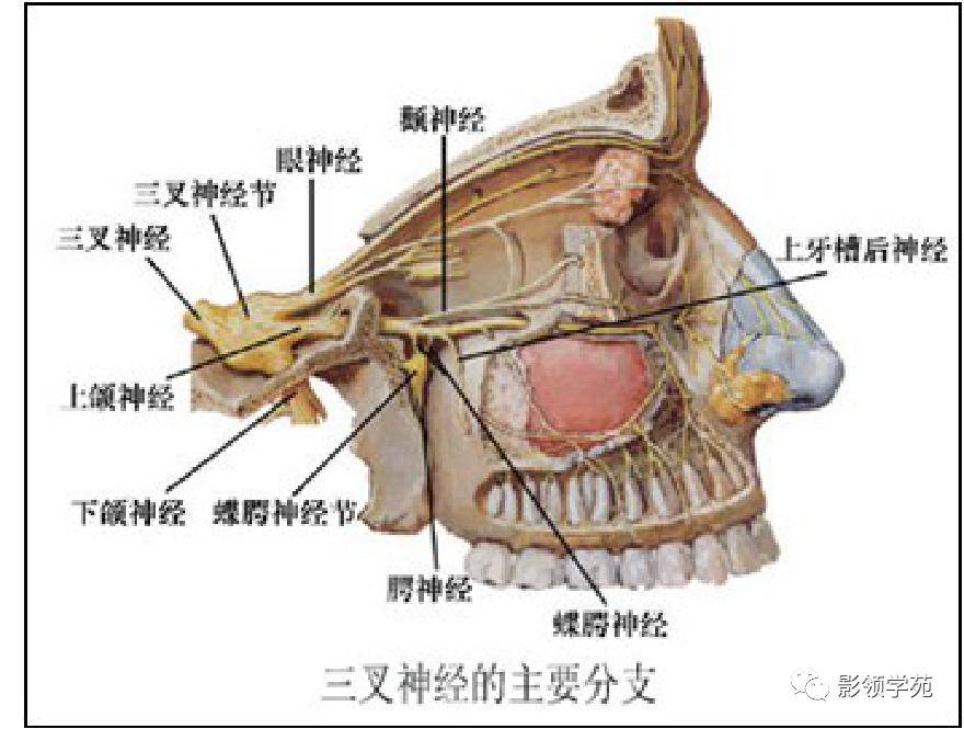 三叉神经解剖及常见疾病mr表现