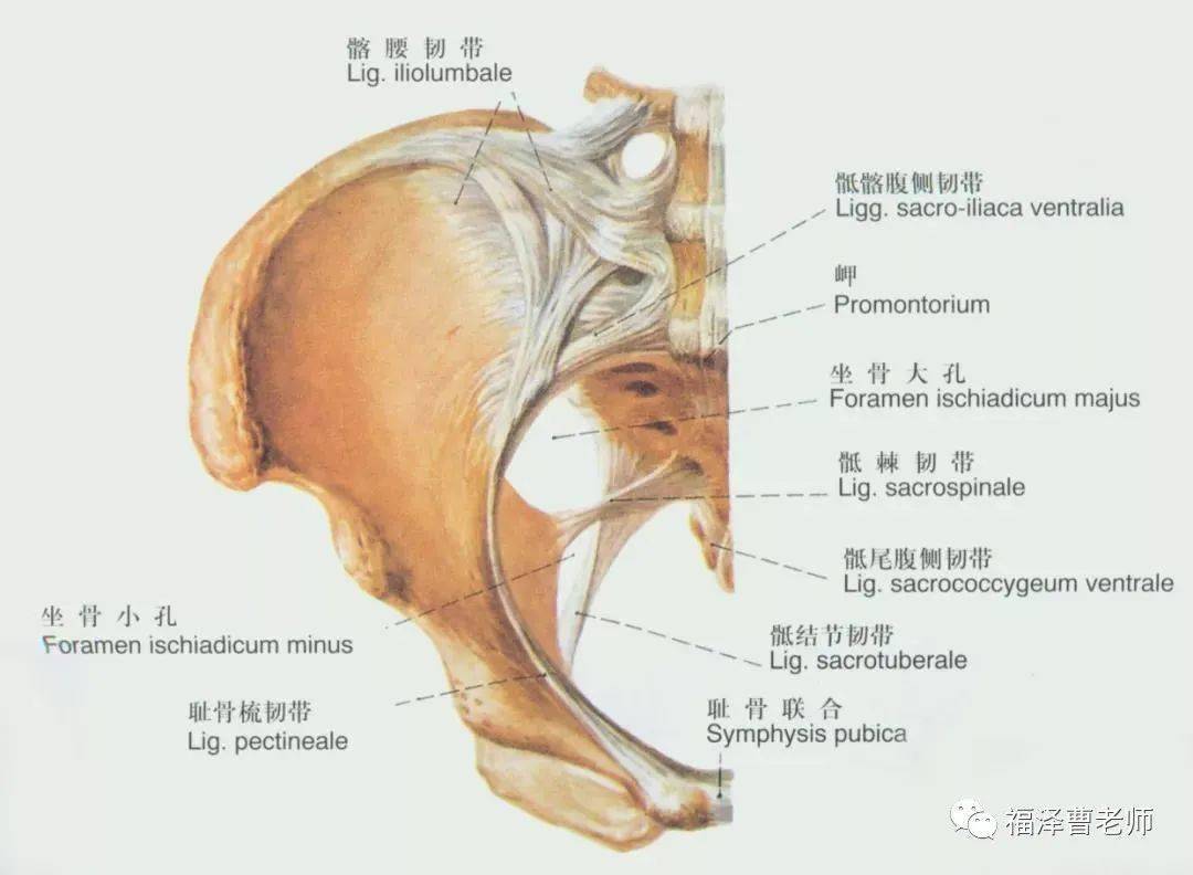骶结节韧带为强韧的扇状韧带,位于骨盆的后下部