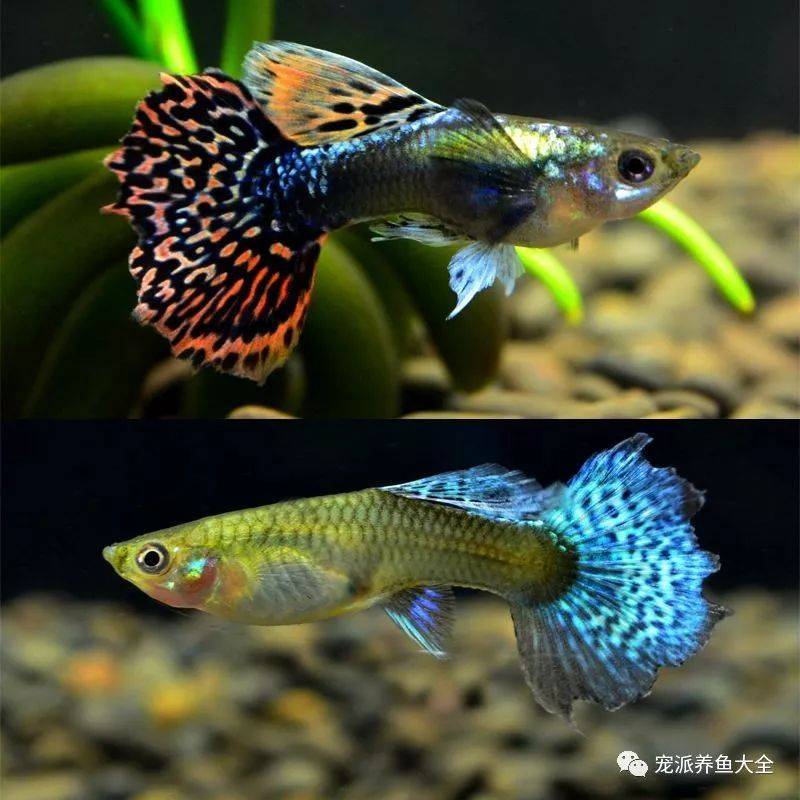 孔雀鱼高颜值又高产,饲养也不难!速速get
