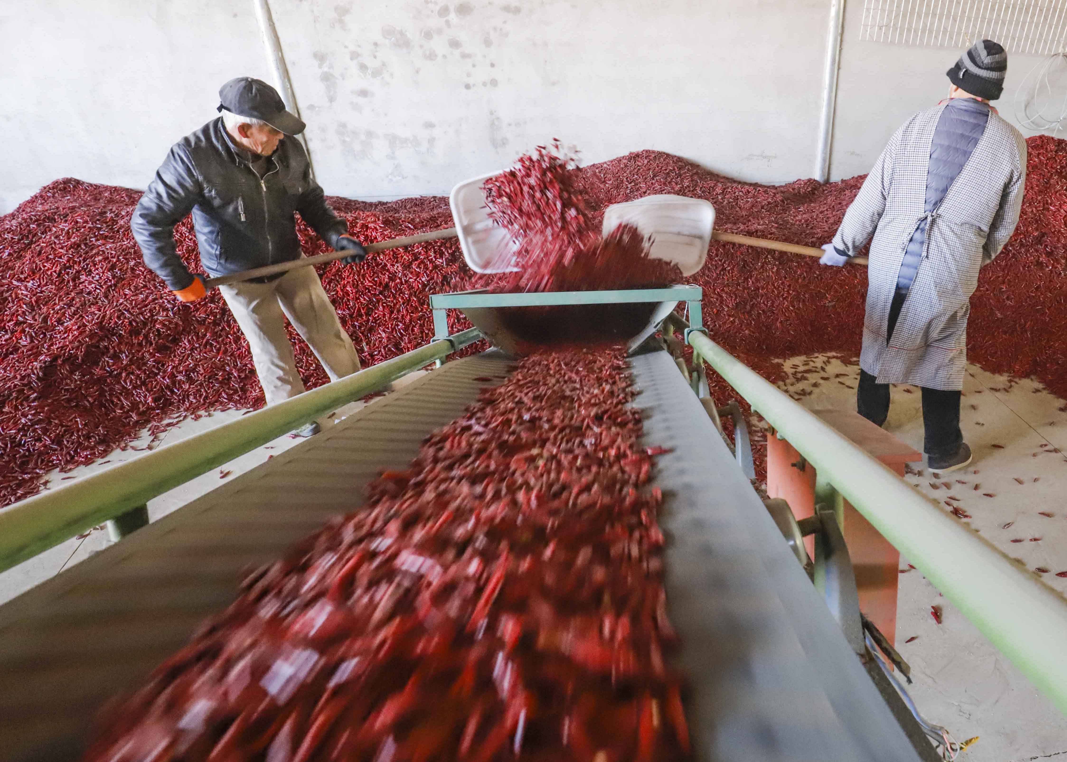 12月5日,河北省玉田县亮甲店镇黄林村的农民在辣椒烘干车间工作.