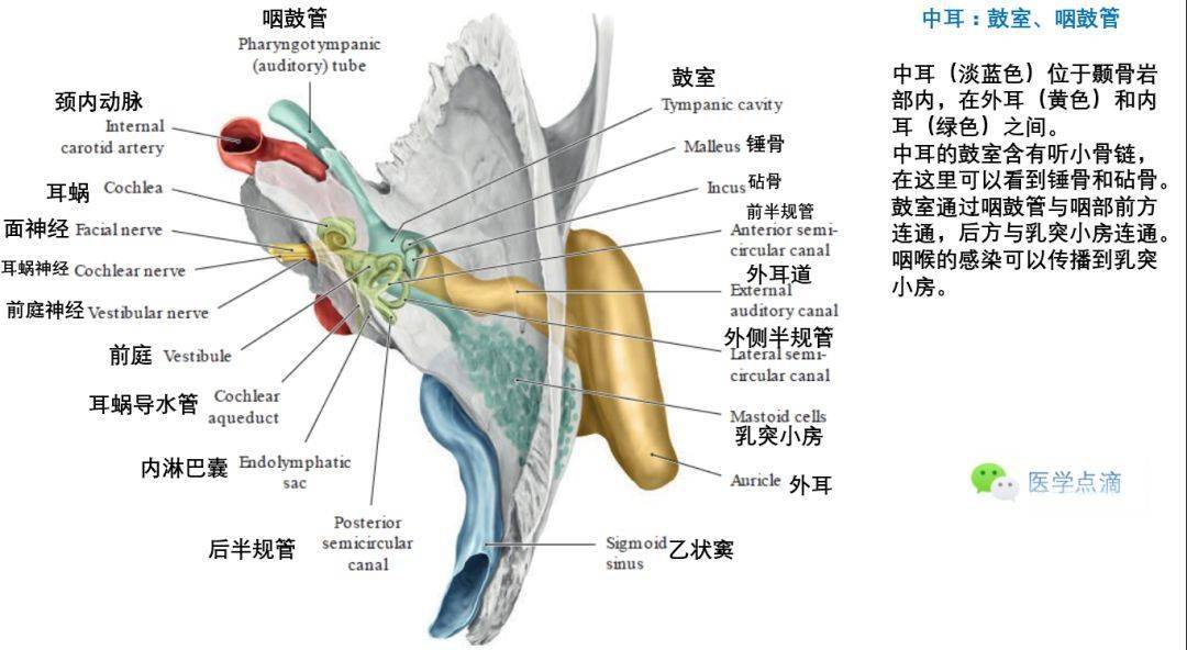 中耳:鼓室,咽鼓管鼓膜外耳道的弯曲外耳道,鼓膜和鼓室耳廓感觉神经