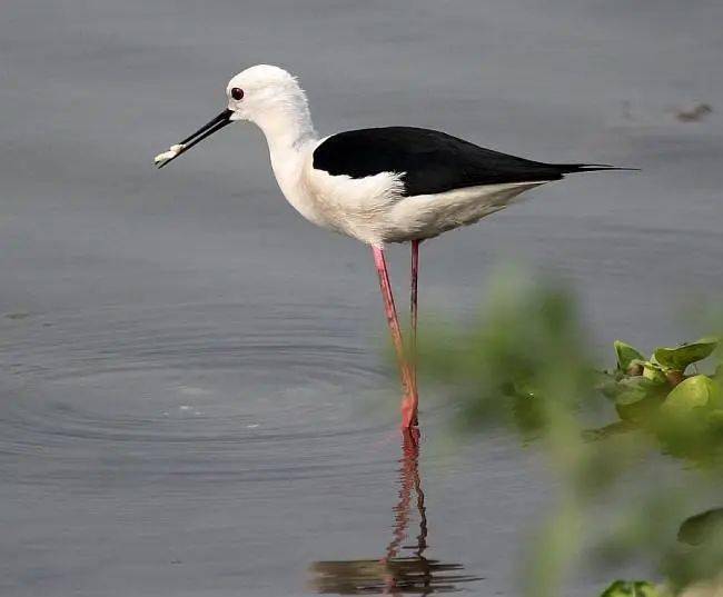 3分鐘,水鳥界