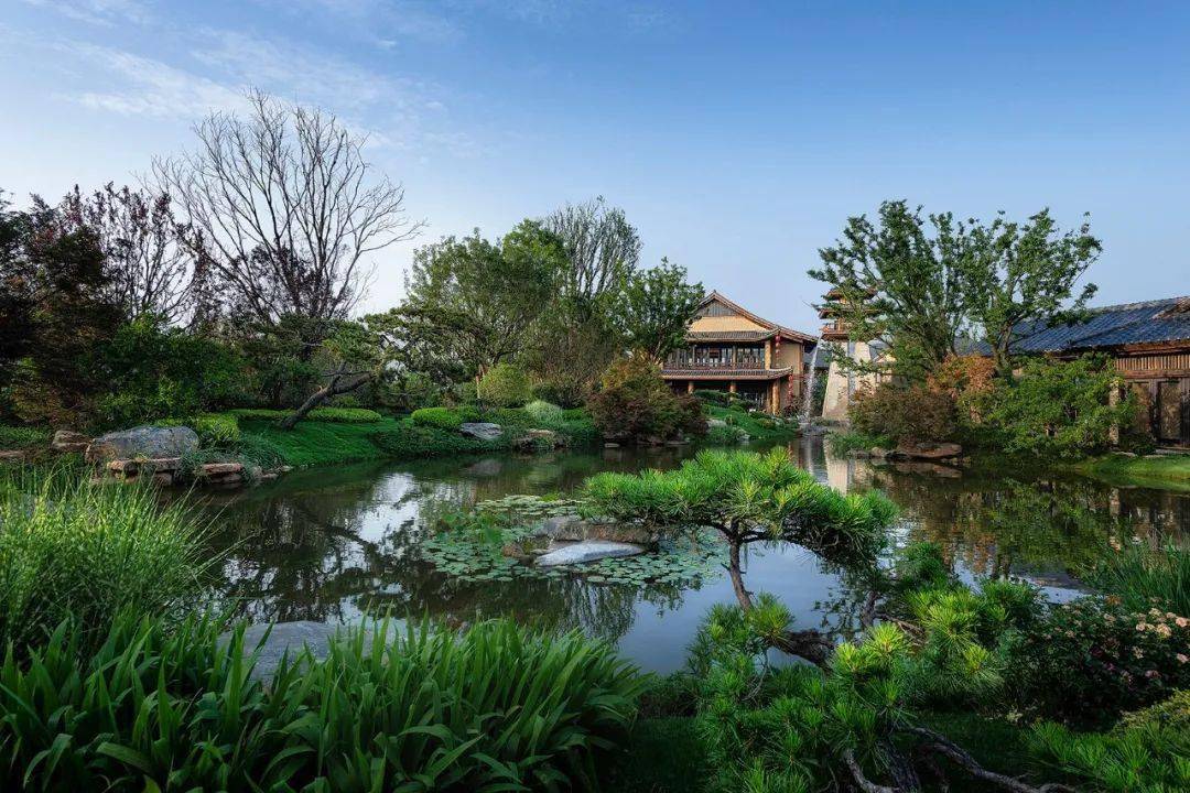 水池驳岸旁种植什么植物好
