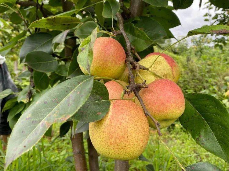 被称为高原胭脂的云南红梨90的广东人都没吃过