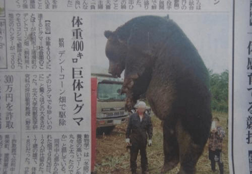 日本食人巨熊图片