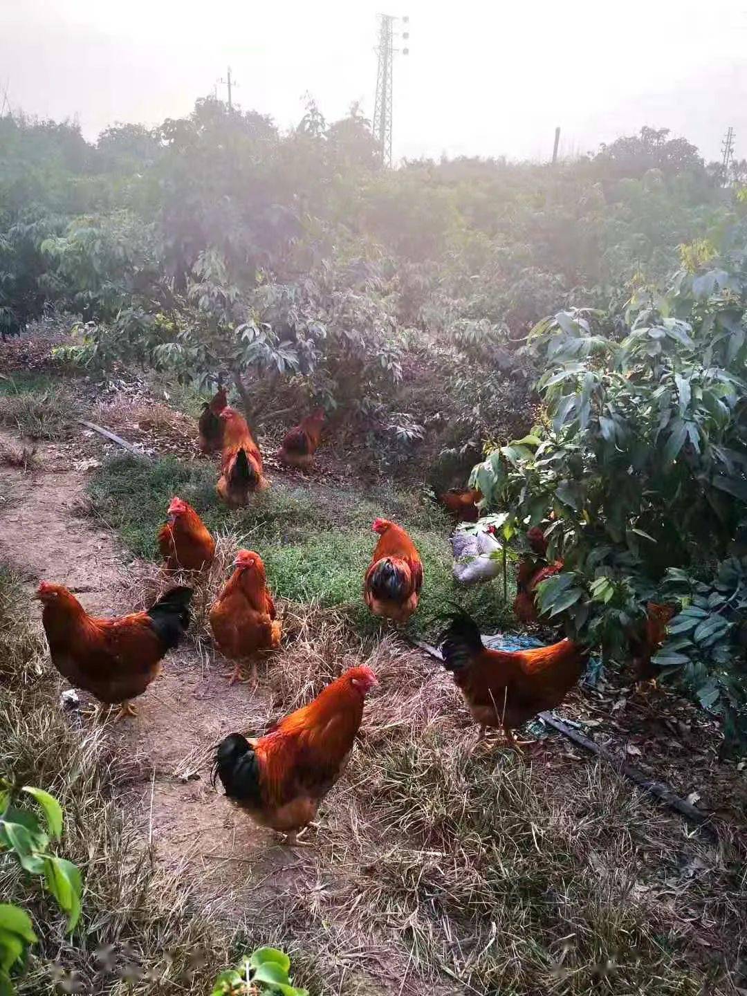 中山市民众镇接源村车头倾一围路大枫车果园返回搜狐