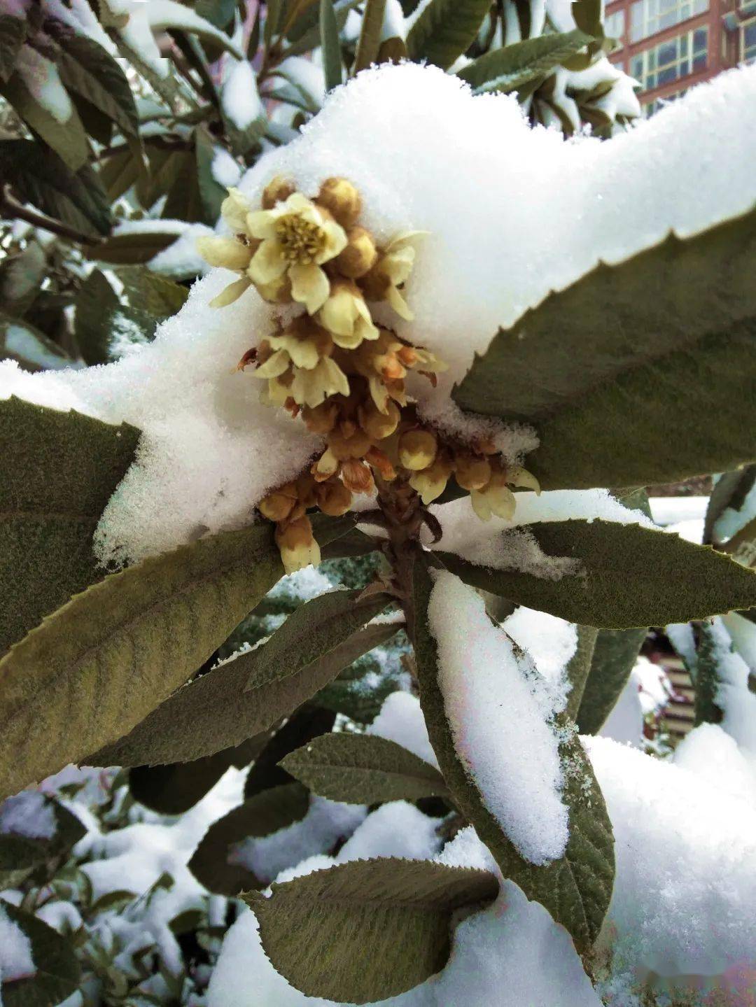 枇杷,薔薇科枇杷屬常綠小喬木,原產中國東南部,四川,湖北有野生的