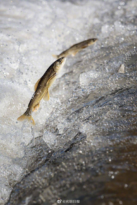 青海湖湟鱼资源蕴藏量超10万吨