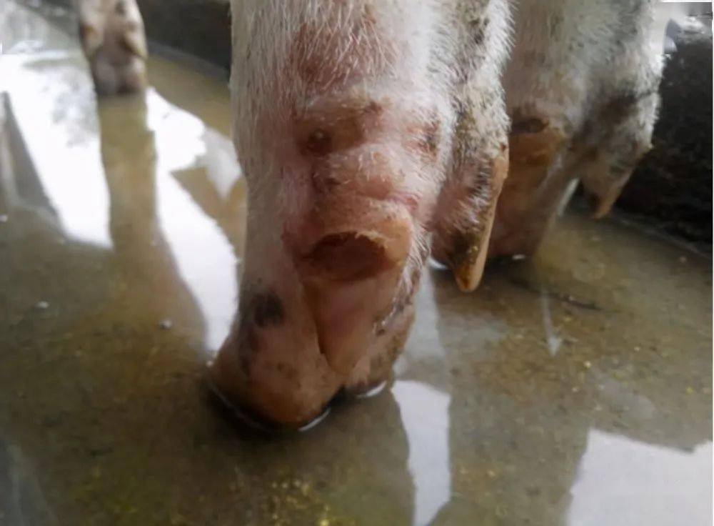 猪得了口蹄疫有哪些症状如何预防和治疗