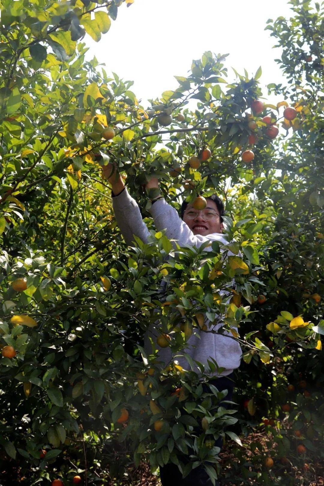 约起贵港这个果园的沃柑和砂糖桔成熟啦还能够亲手采摘还不快来