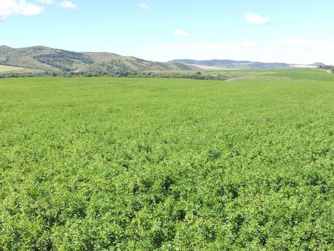 呼伦贝尔杂花苜蓿草地项目系统开展了内蒙古高原牧草种质资源的收集