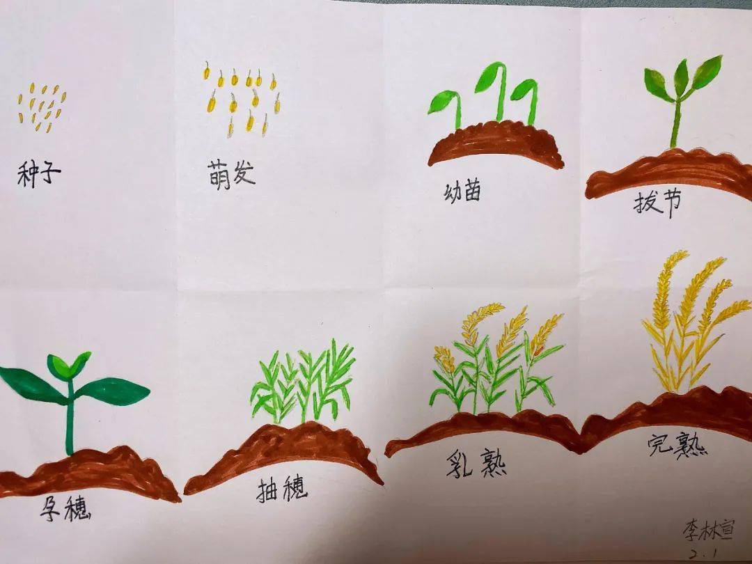 水稻简笔画 生长图片