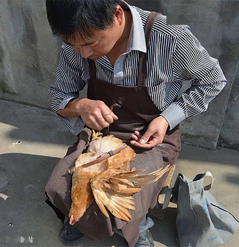 我与阉鸡师傅闲谈时,农户已将几只小雄鸡捉过来了.