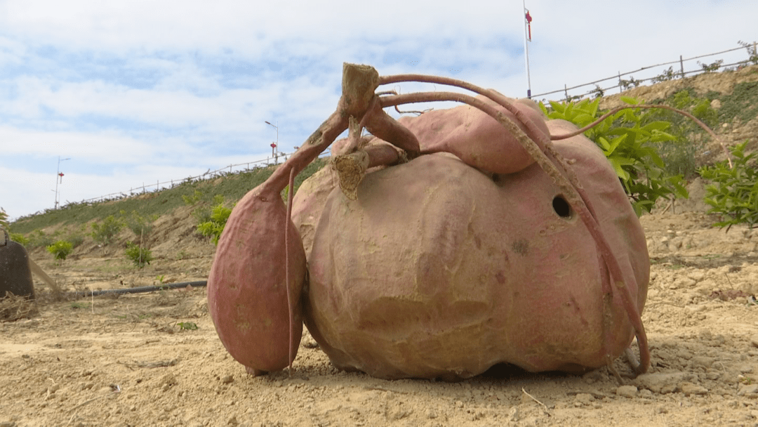 哇揭阳农民兄种个番薯14斤外