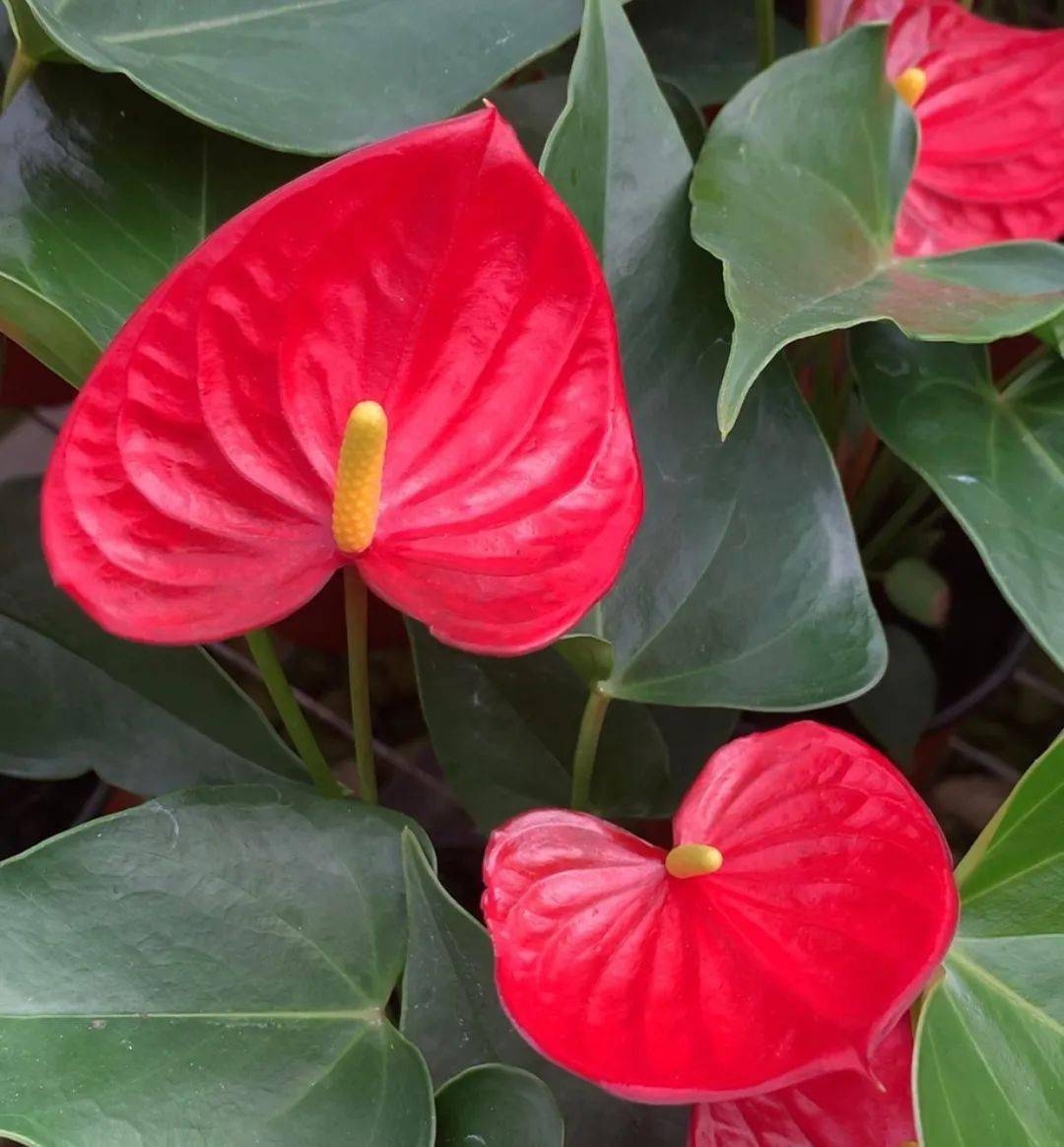在宝峰红阳花卉的红掌种植棚里,彩色的红掌在绿油油的叶片衬托下,显得