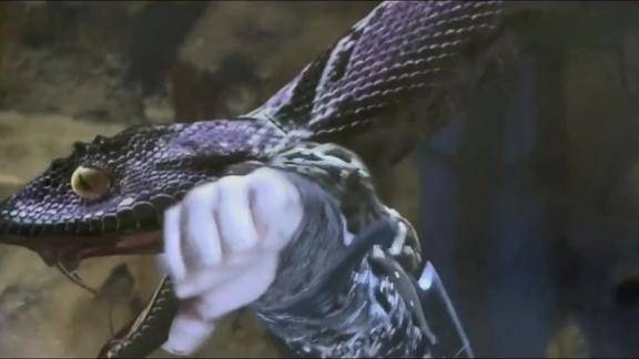 千年紫蛇瞬间变女子原来是女娲后人