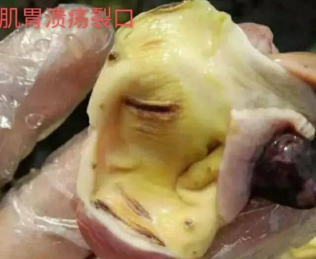 【养鸭课堂】这两年养鸭,鹅的大敌:霉菌毒素,一定要重视.