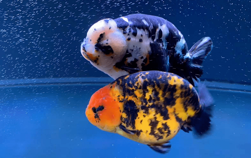 天津实体店六叔国寿精品锦鲤在店特制胚芽粮更容易消化