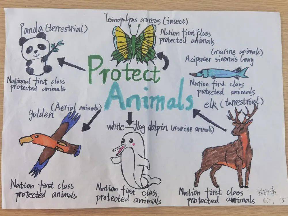 保护动物思维导图英语图片