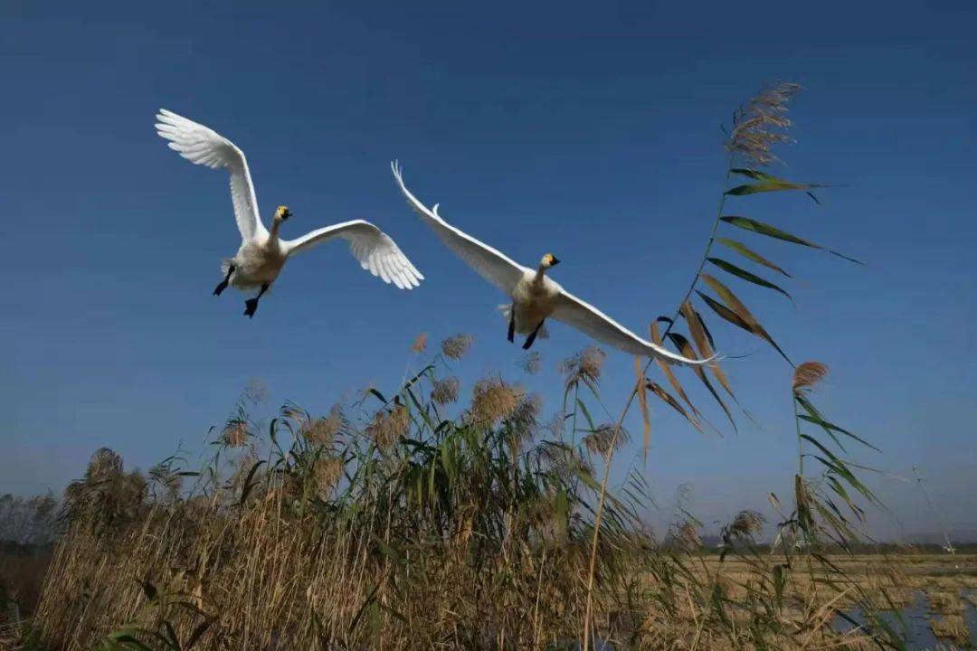 头条第11届洞庭湖国际观鸟节盛大开幕一组视频图片带您抢先欣赏沙鸥翔