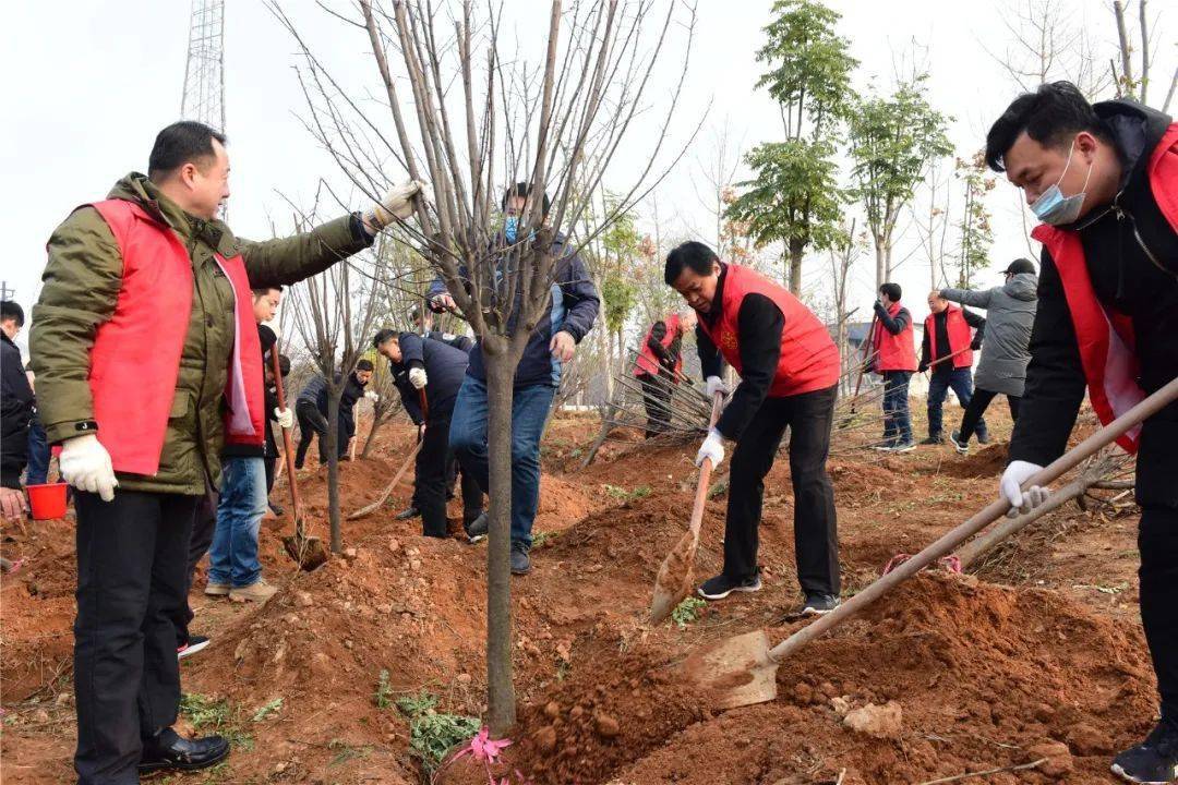 【绿化老城】老城区开展冬季义务植树活动