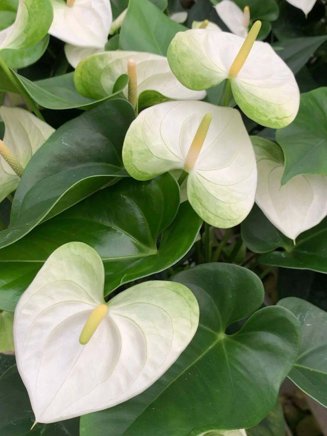 在宝峰红阳花卉的红掌种植棚里,彩色的红掌在绿油油的叶片衬托下,显得